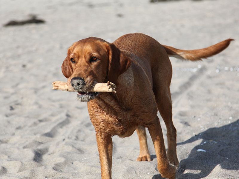 Urlaub mit Hund Insel Rügen Urlaub, Sehenswürdigkeiten, Hotels